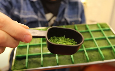 Spinach Powder