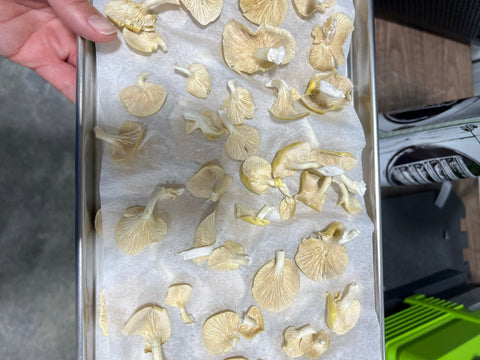 Golden Oyster Mushrooms Freeze Dried