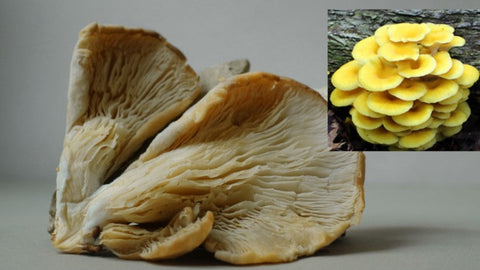 Golden Oyster Mushrooms