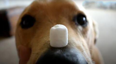 Freeze Dried Marshmallows