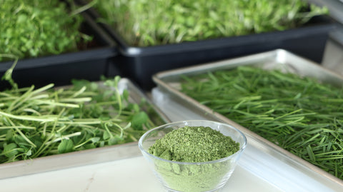 Microgreens