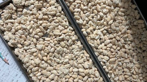 Fast Beans